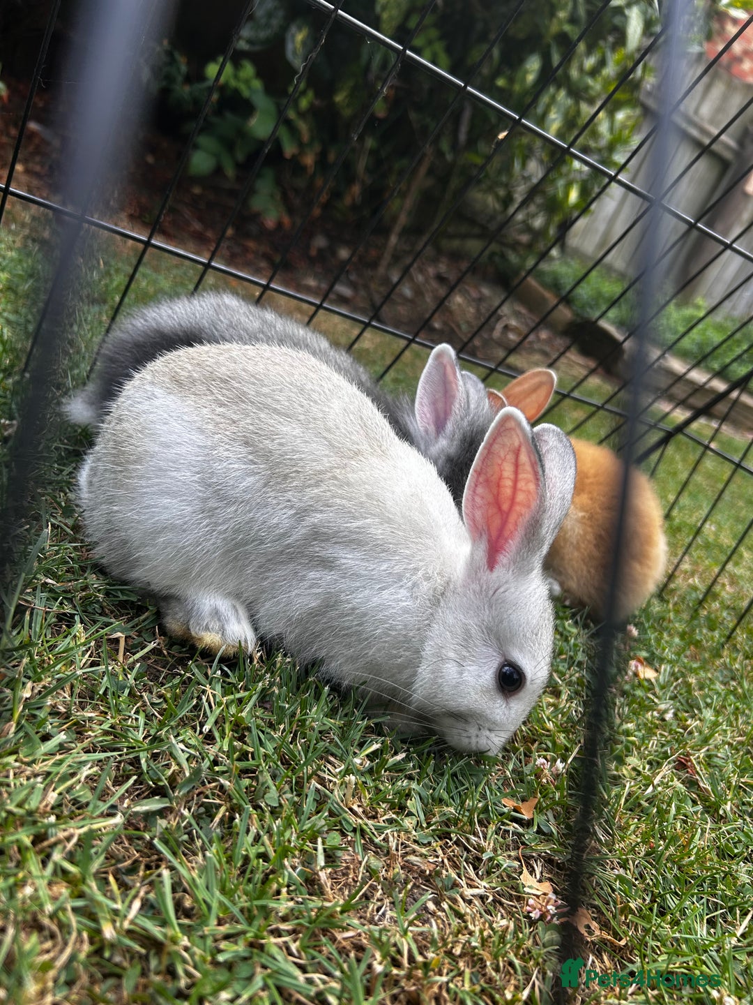 Lionhead rabbits for sale: Stunning Lionhead rabbits. 2 remaining - Image 10