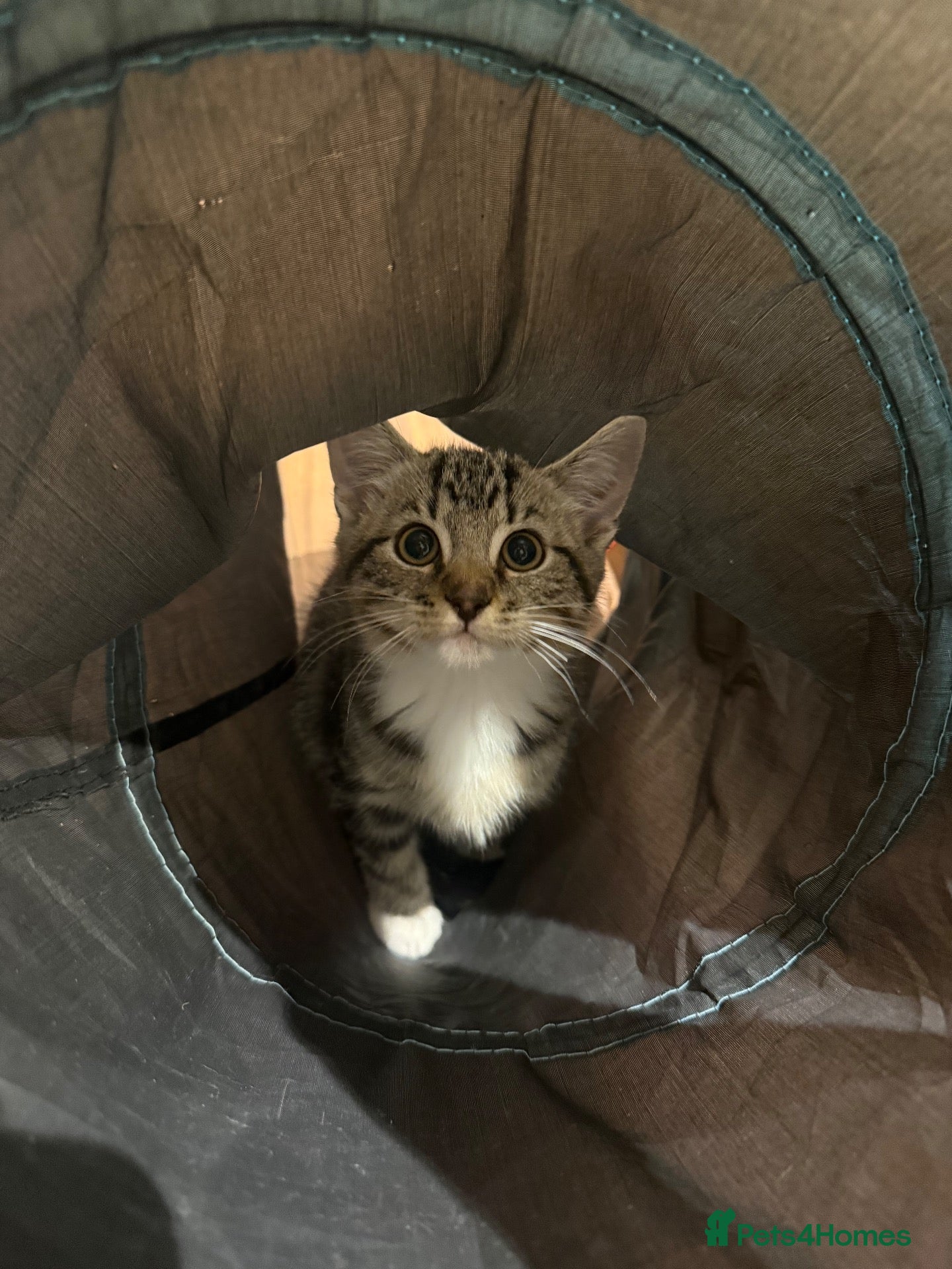 Domestic Shorthair cats Tabby coat 10 weeks old kitten - Advert 1
