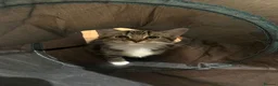 Domestic Shorthair cats for sale: Tabby coat 10 weeks old kitten in Bradford - Advert 1