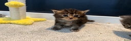 Mixed Breed cats for sale: Mainecoon X kittens - Advert 4