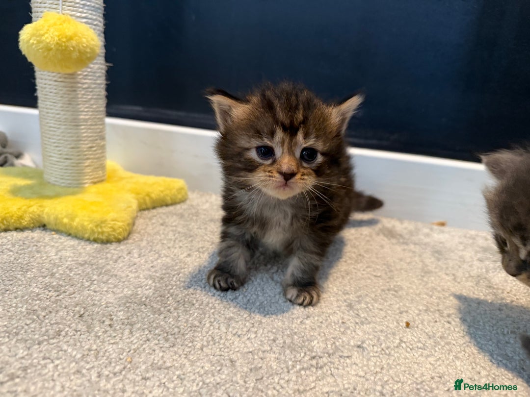 Mixed Breed cats for sale: Mainecoon X kittens - Advert 4