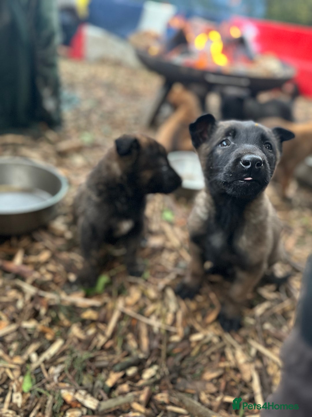 Mixed Breed dogs for sale: Dutch Herder Puppies  - Advert 17
