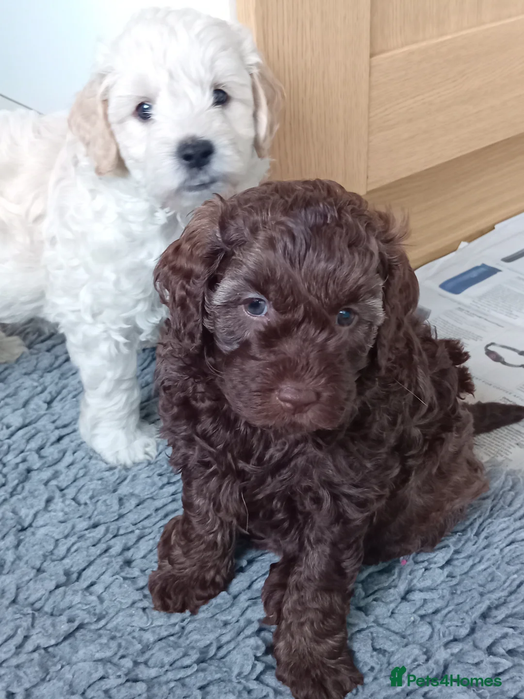 Goldendoodle dogs for sale: Adorable Miniature Double Doodle puppies  - Advert 1