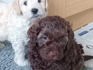 Goldendoodle dogs Adorable Miniature Double Doodle puppies - Advert 9