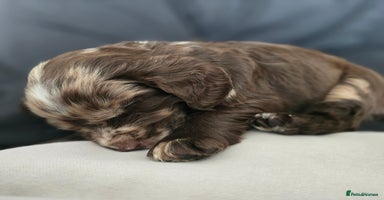 Cocker Spaniel dogs - Advert 14