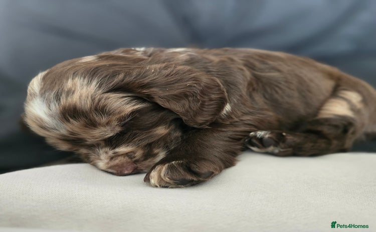 Cocker Spaniel dogs - Advert 8