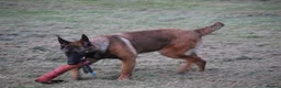 Belgian Shepherd Dog dogs for sale: Kc registered malinois  - Advert 8