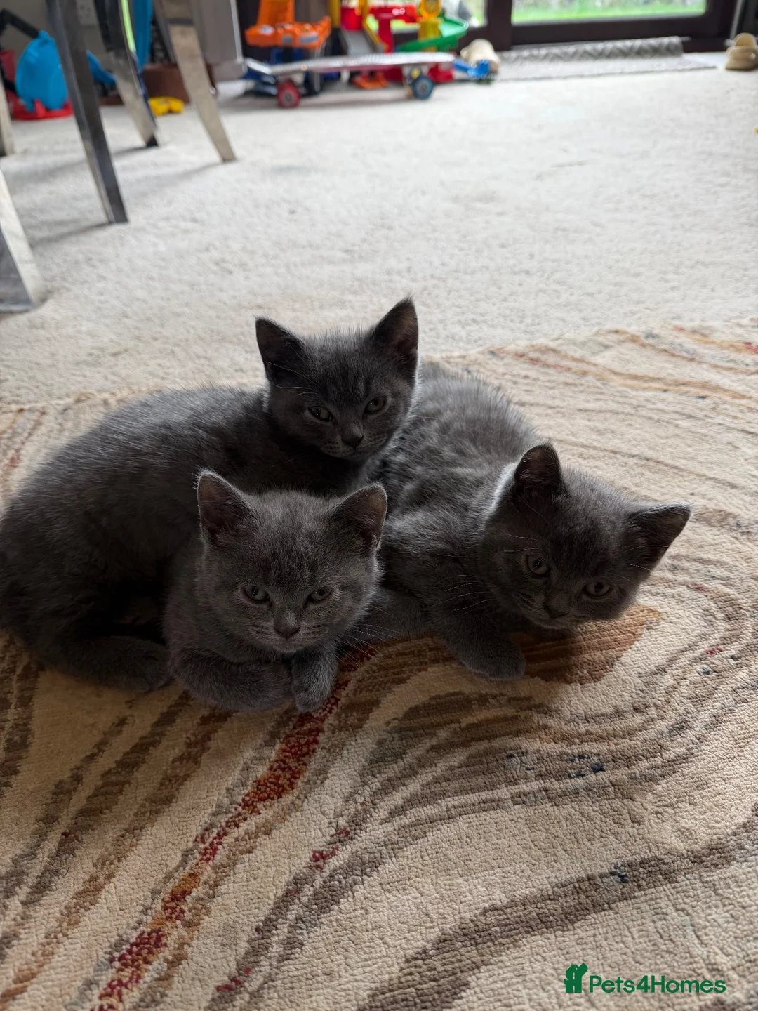 British Shorthair cats for sale: British Shorthair Kittens in Pentraeth - Advert 2