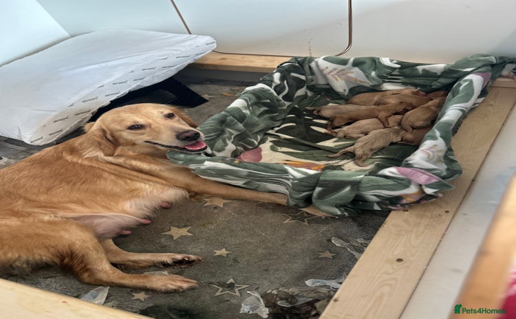 Mini Goldendoodle dogs *UPDATE* 10 Miniature goldendoodles  - Advert 7