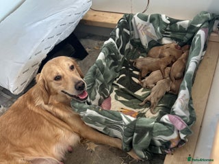 Mini Goldendoodle dogs *UPDATE* 10 Miniature goldendoodles - Advert 13