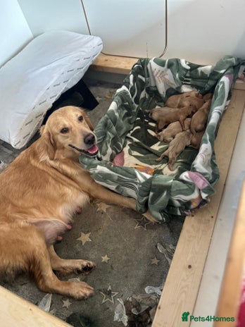 Mini Goldendoodle dogs *UPDATE* 10 Miniature goldendoodles - Advert 7