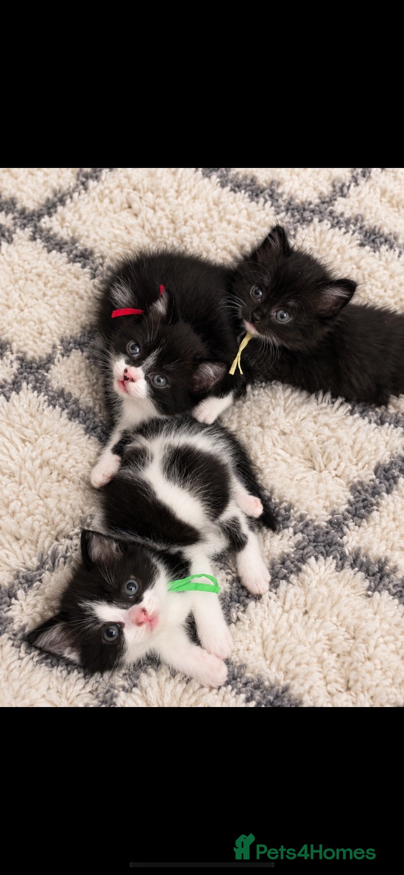 Mixed Breed cats British shorthair x kittens READY NOW - Advert 1
