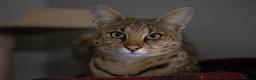 Savannah cats for sale: Huge F2 Savannah Male Kitten! - Advert 2