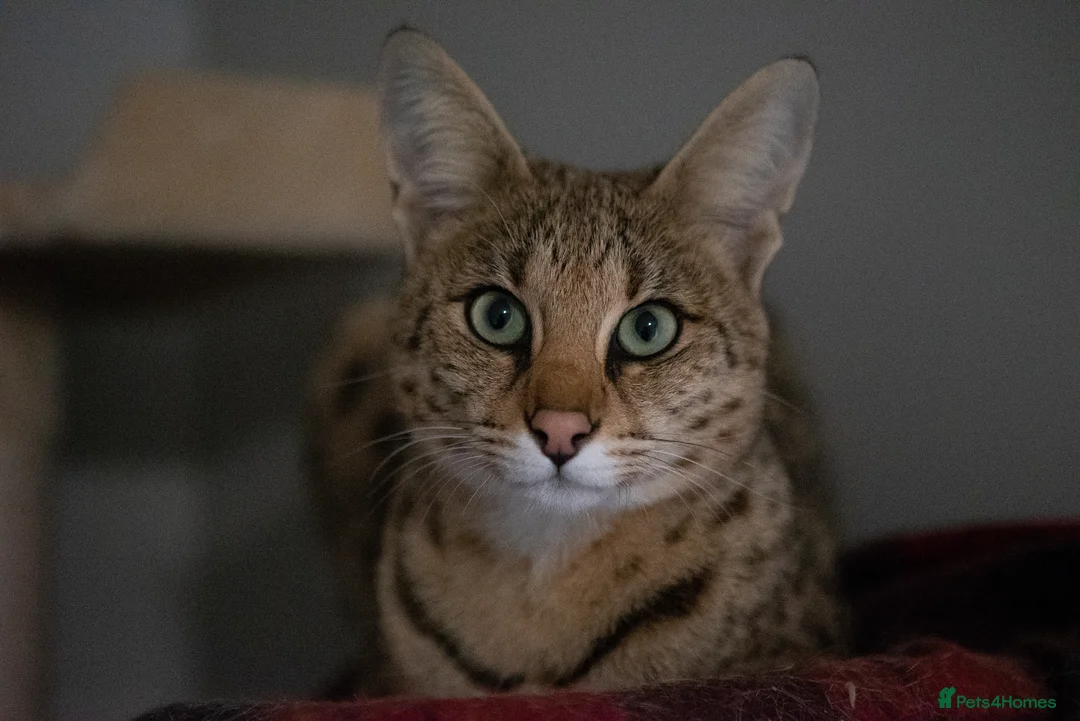 Savannah cats for sale: Huge F2 Savannah Male Kitten! - Advert 2
