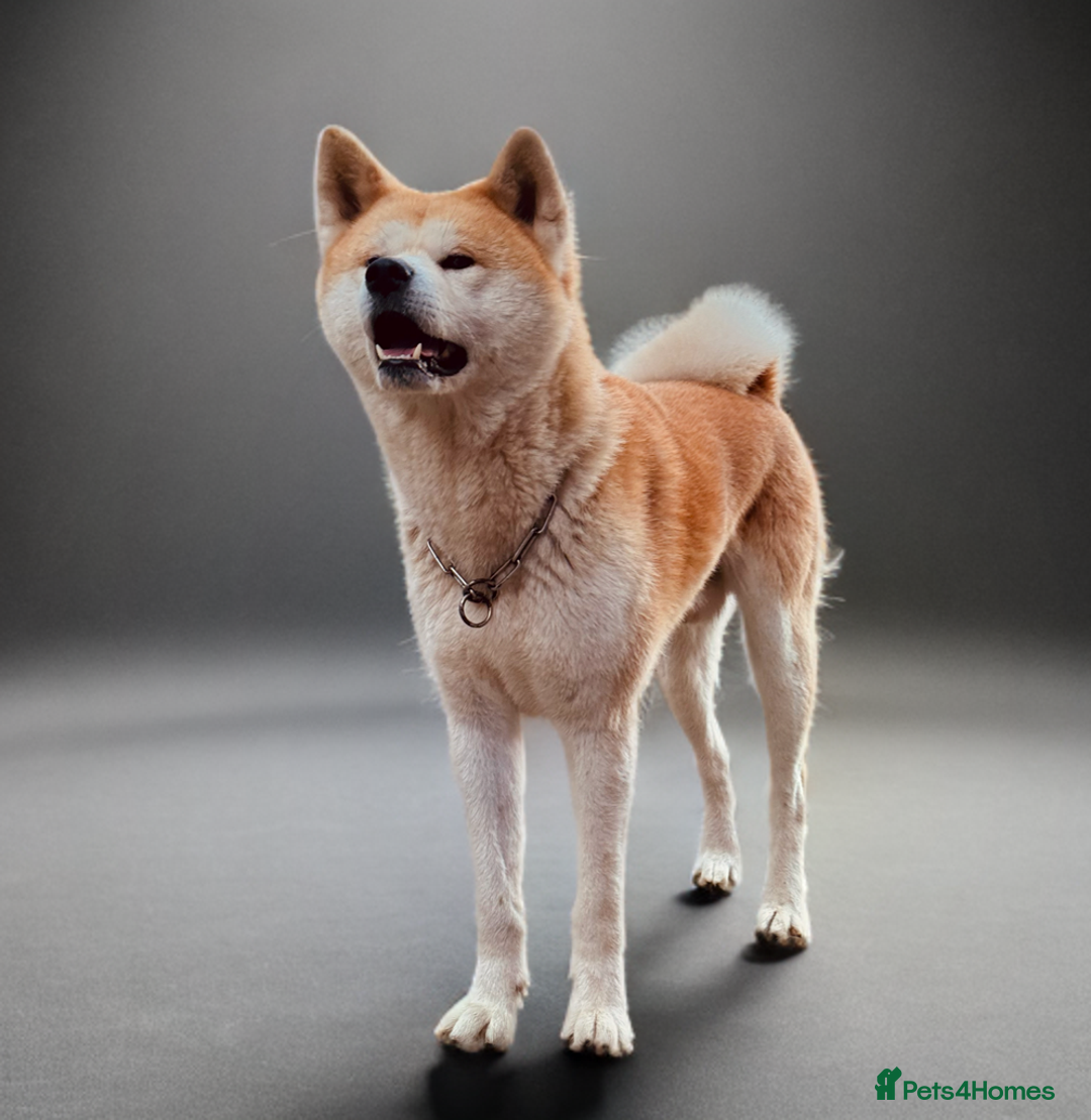 Japanese Akita Inu dogs for stud: KC Japanese Akita Inu Stud - Image 2