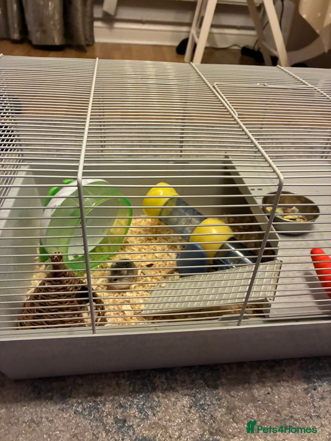 Hamster rodents for sale: Beautiful tiny Robo Hamster called Minnie - Advert 2