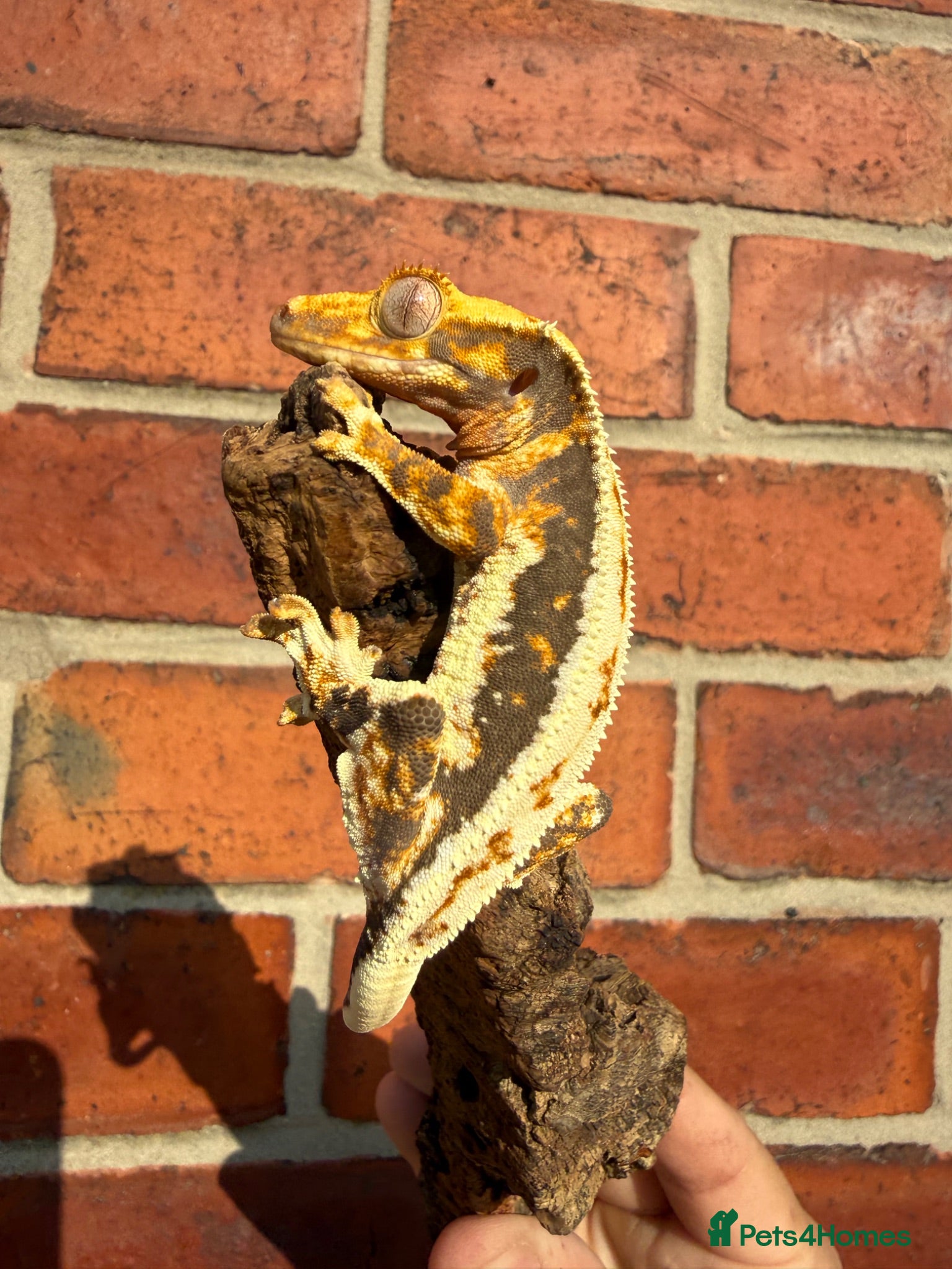 Gecko reptiles Crested Geckos  - Advert 1