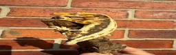 Gecko reptiles for sale: Crested Geckos  - Advert 10