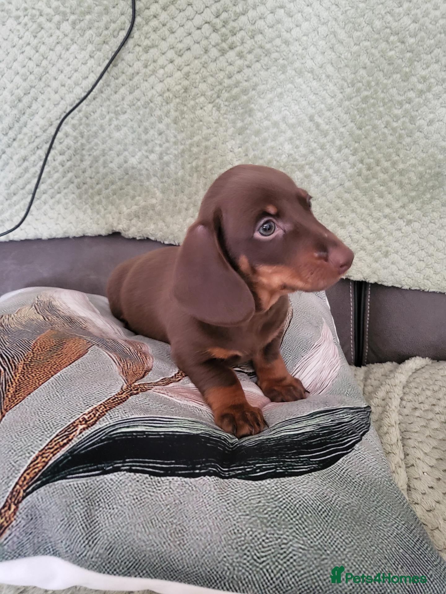Miniature Dachshund dogs Minuture Dachsund female - Advert 11