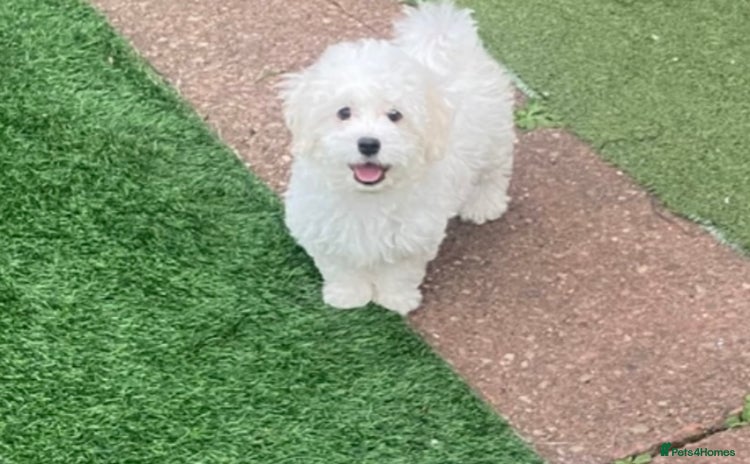 Maltese dogs - Advert 2