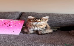 Maine Coon cats for sale: Loving Brown Tabby Maine Coon Girl 🧡 - Image 6