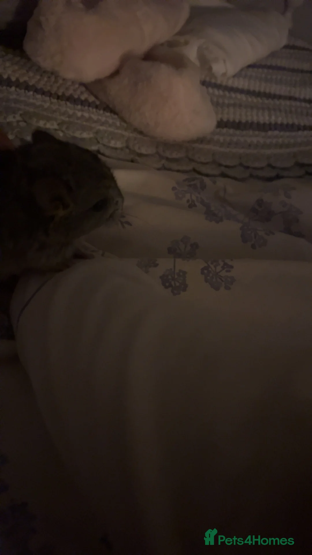 Chinchilla rodents for sale: Two gorgeous baby chinchillas  - Advert 2