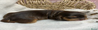 Chocolate & Tan Sable Girl