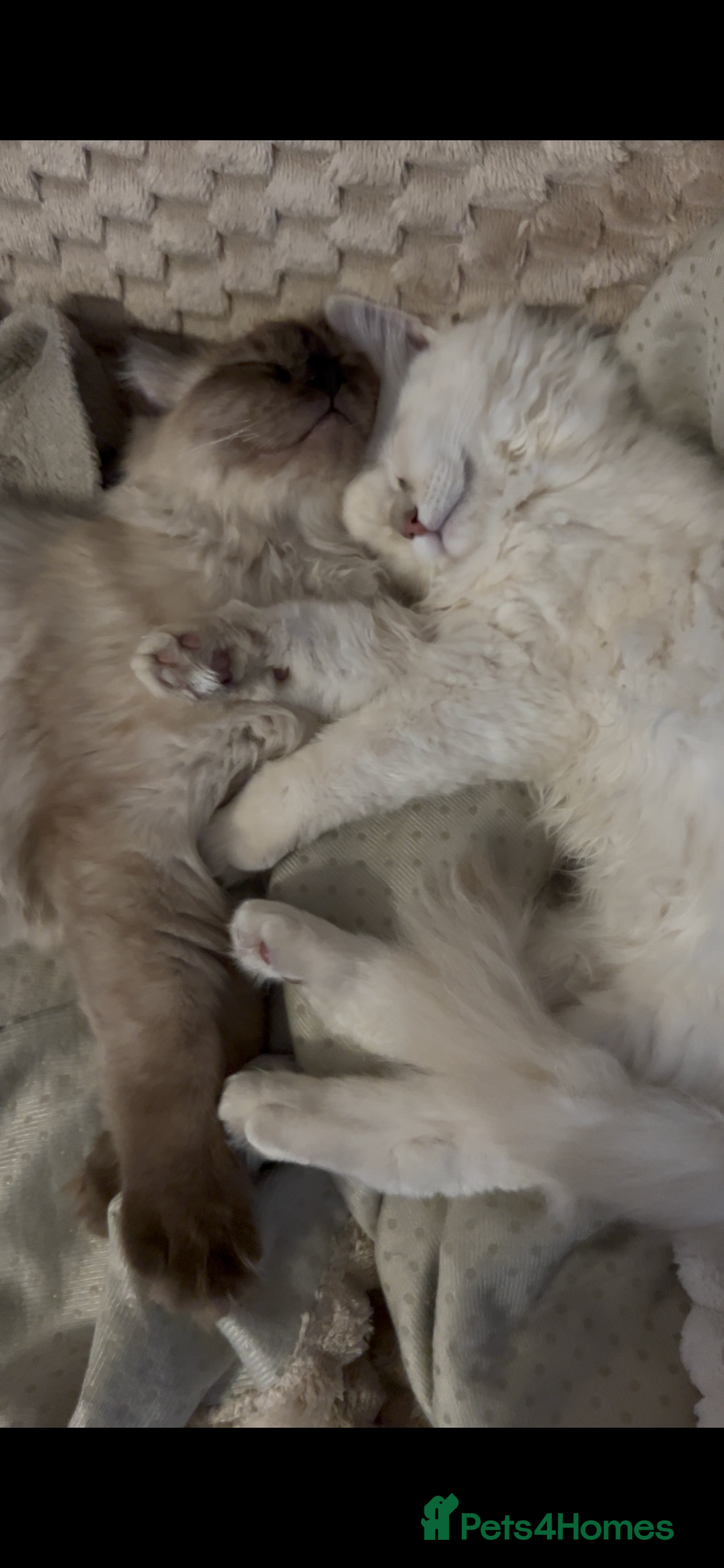 Ragdoll cats for sale: Cherubim Ragdoll Lilac Tabby male kitten - Image 7