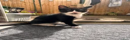 Domestic Shorthair cats for sale: 🐾 Gorgeous Kittens Ready for Loving Homes 🐾 - Advert 8