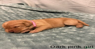 Labrador Retriever dogs - Advert 16