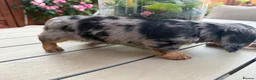 Miniature Dachshund dogs for sale:  Adorable Miniature Dachshund Puppies - Advert 10