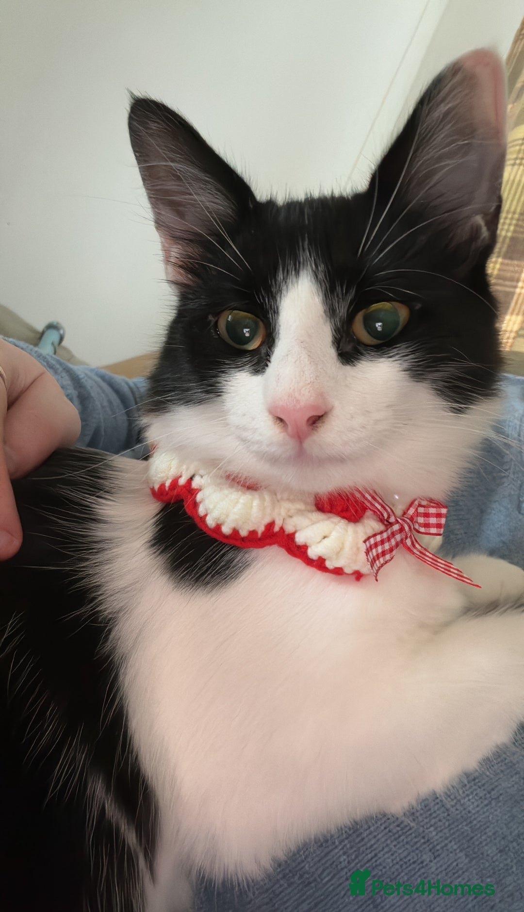 Mixed Breed cats for sale: Semi-longer hair calico  - Image 12
