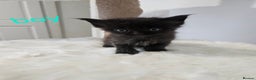Mixed Breed cats for sale: 2 stunning black kittens avilable  - Advert 3