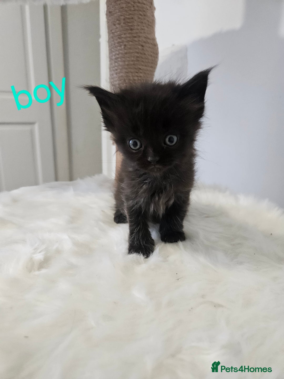 Mixed Breed cats for sale: 2 stunning black kittens avilable  - Advert 3