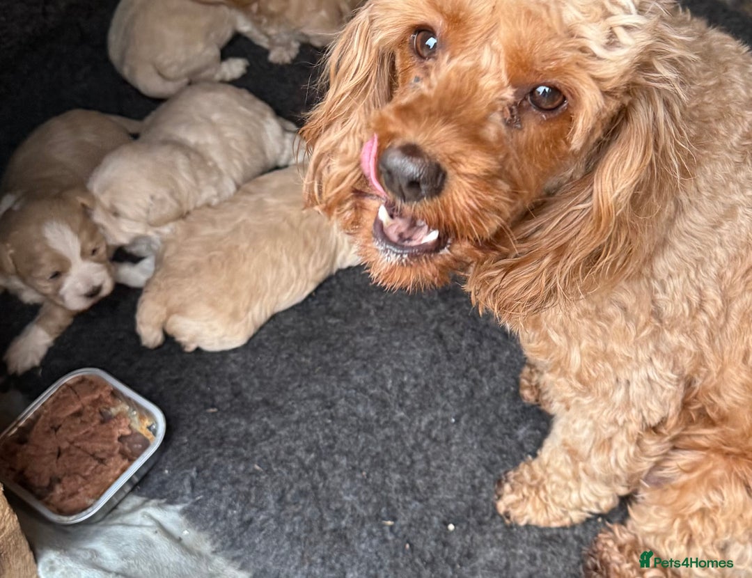 Maltipoo dogs for sale: Maltipoo puppies  - Advert 9