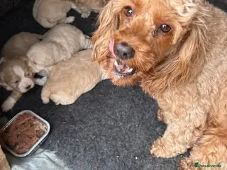 Maltipoo dogs Health tested parents 2 boys remaining - Advert 6