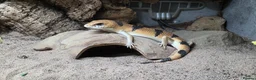 Skink reptiles for sale: Peter’s Banded Skinks + Set Ups in Wakefield - Advert 4