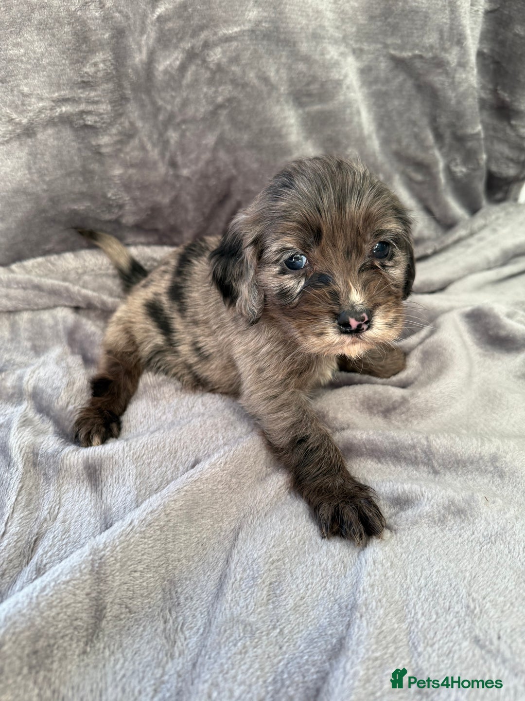 Cocker Spaniel dogs for sale: Cocker spaniel pups  - Advert 2