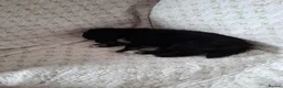 Mixed Breed dogs for sale: 🧸Puppies 🐶 adorable paparainian teddy bear 🧸 - Advert 2