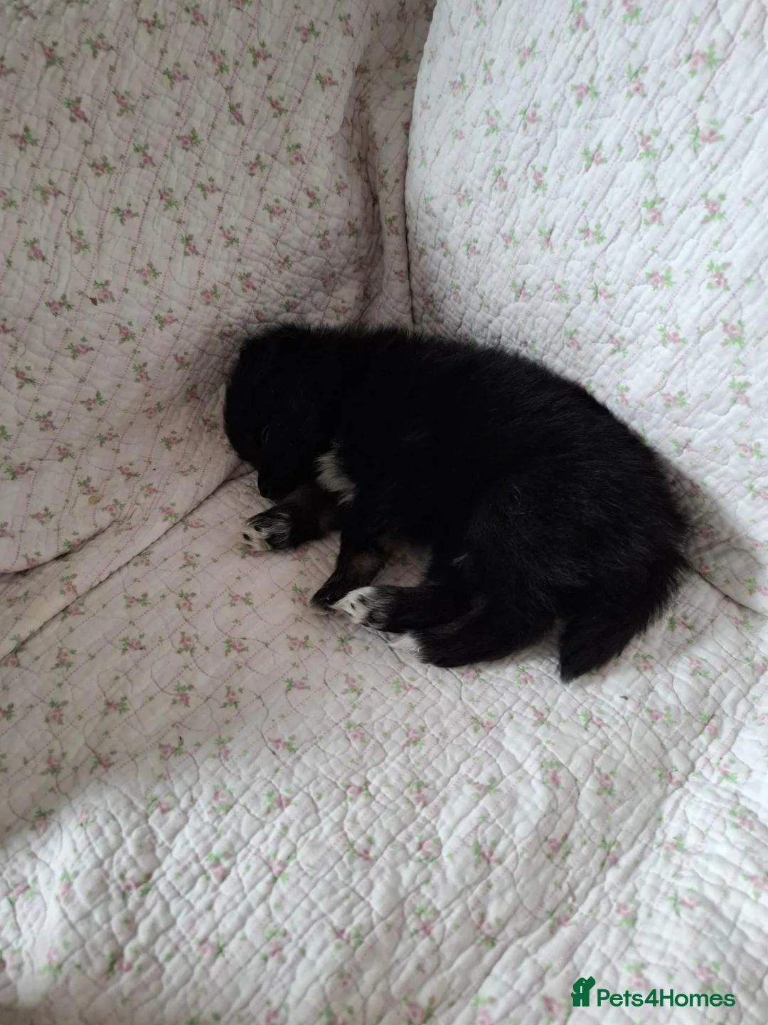 Mixed Breed dogs for sale: 🧸Puppies 🐶 adorable paparainian teddy bear 🧸 - Advert 2