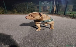 American Bully dogs for sale: American bully - Advert 5