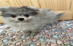 Pomeranian dogs for sale: Two puppies left Ready to Leave  - Image 17