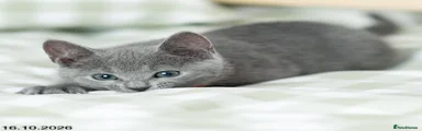 Russian Blue 3