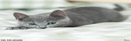Russian Blue cats for sale: Adorable Russian Blue Kittens. - Advert 9