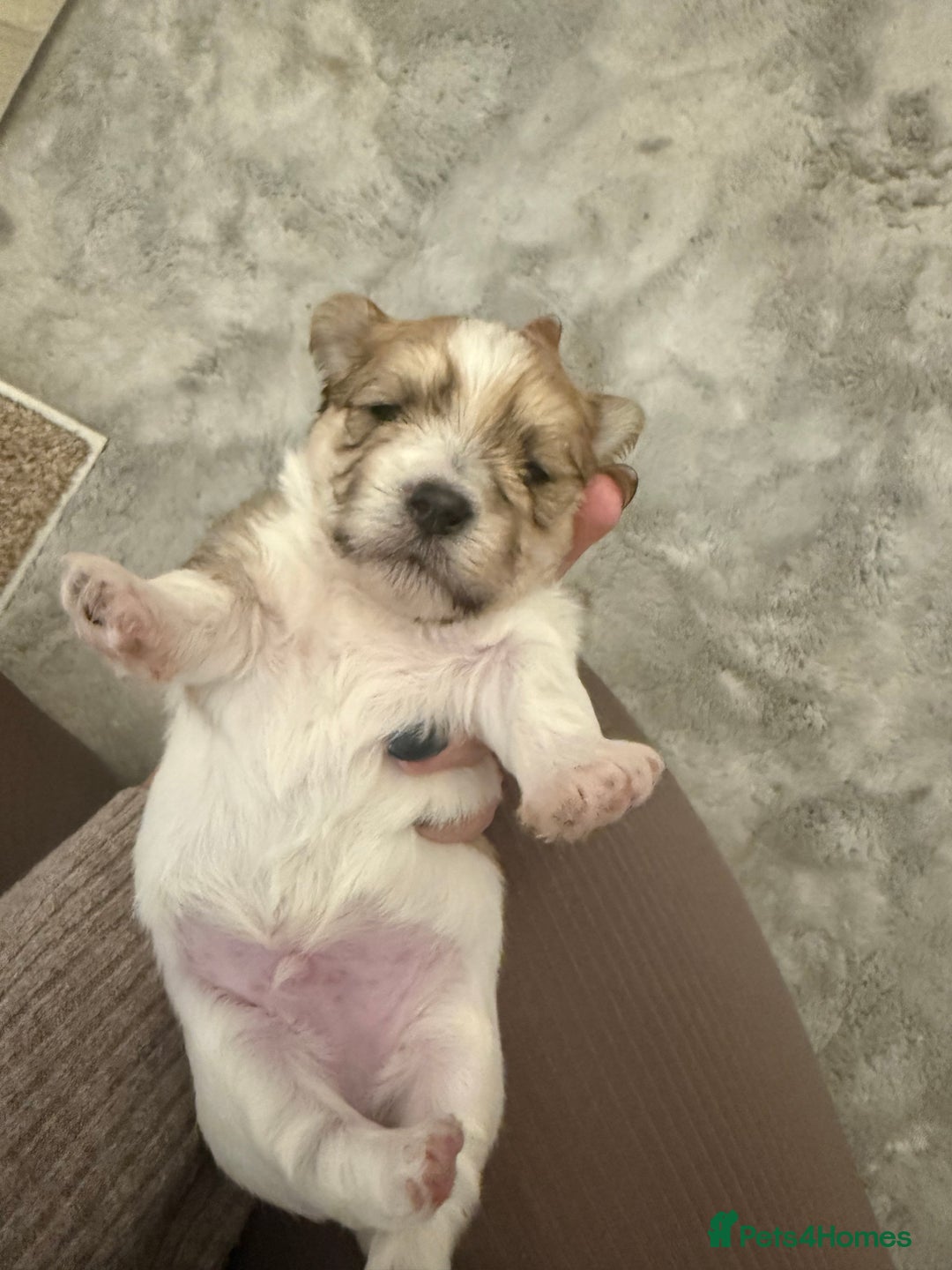 Mixed Breed dogs for sale: Absolutely gorgeous lhatese puppies - Advert 25