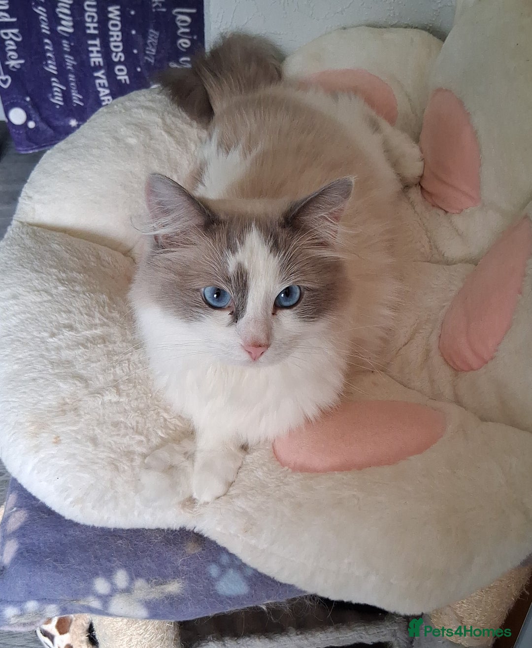 Ragdoll cats for sale: Handsome male ragdoll  - Image 5