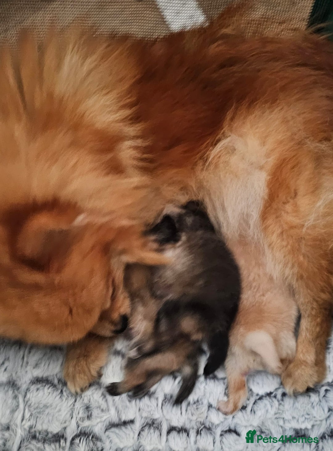 Pomeranian dogs for sale:  Beautiful Pomeranian puppies  - Image 18