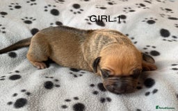Rhodesian Ridgeback dogs for sale: Rhodesian Ridgeback puppies  - Image 4