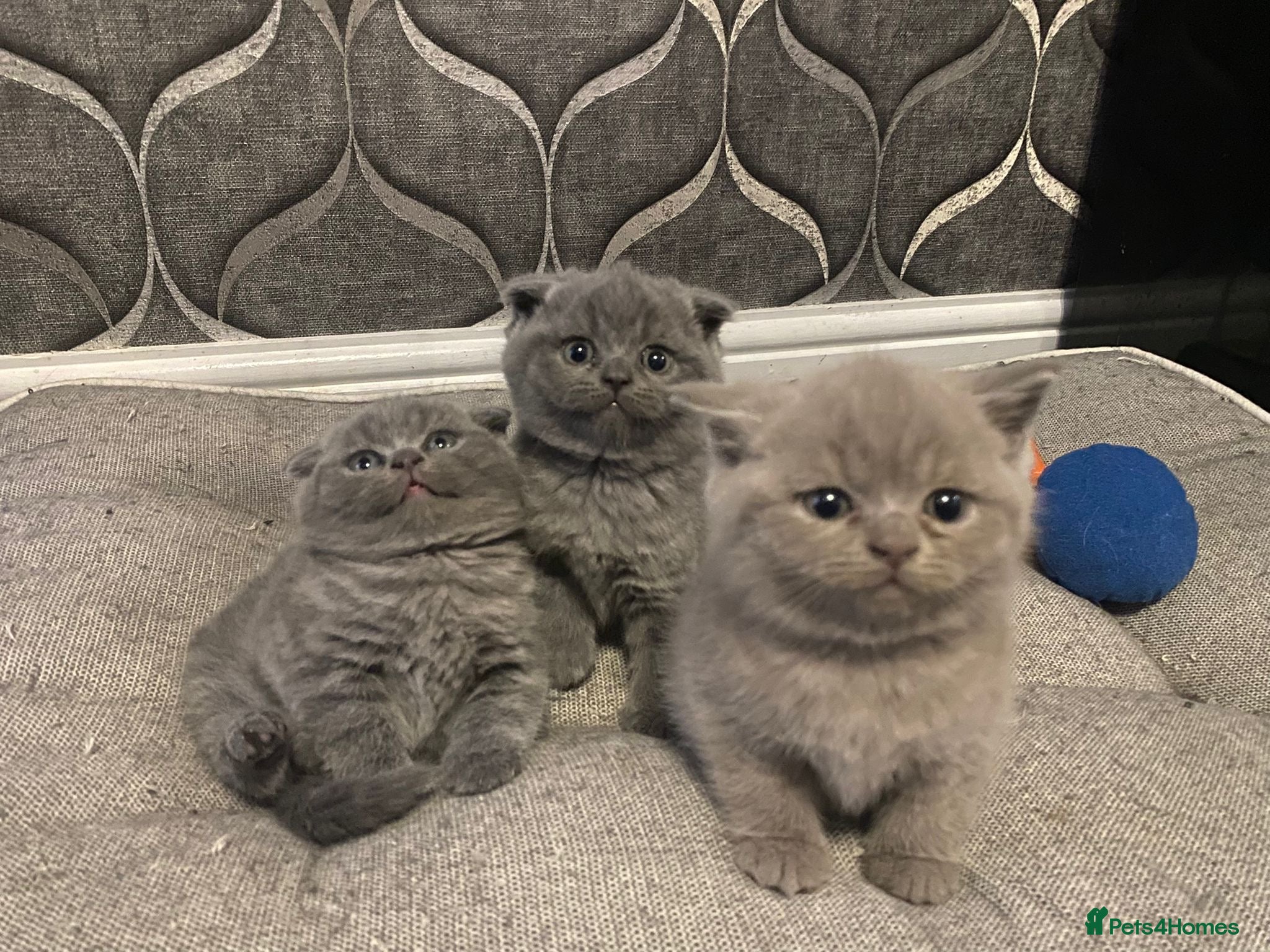 British Shorthair cats British shorthair snd scottish fold  - Advert 12