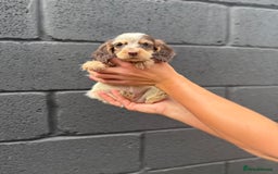 Cocker Spaniel dogs for sale: working cocker spaniel puppies - Image 7